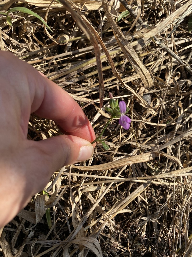 Dicliptera minor subsp. divaricata photo 3