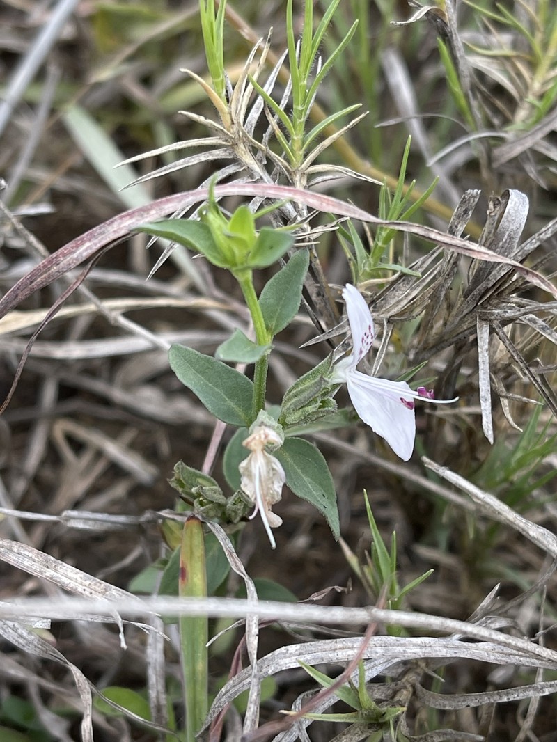 Dicliptera minor subsp. divaricata photo 4