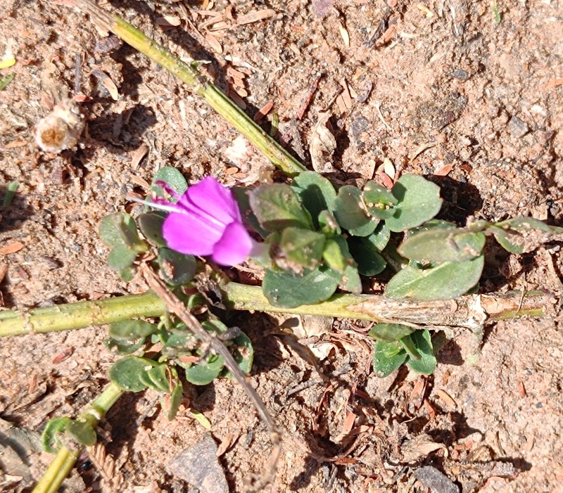 Dicliptera minor subsp. minor