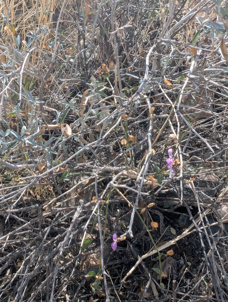 Dicliptera namibiensis subsp. namibiensis