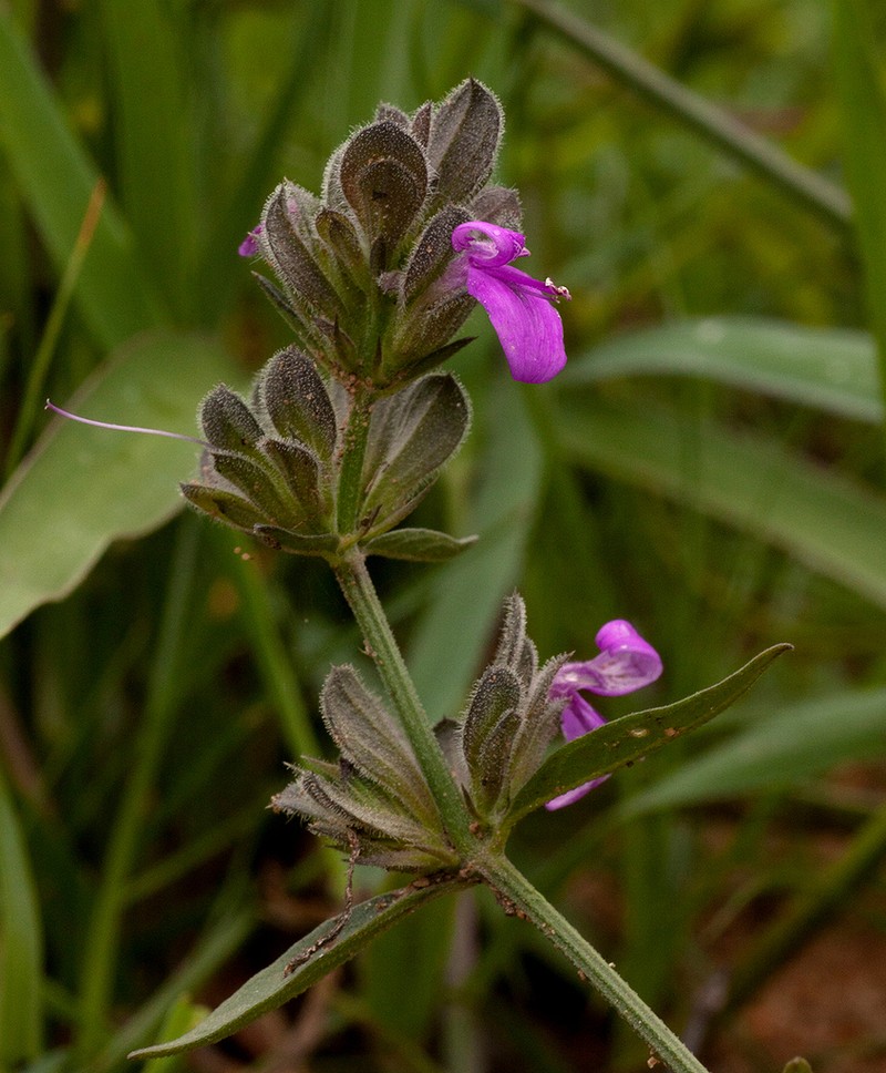 Dicliptera nyangana