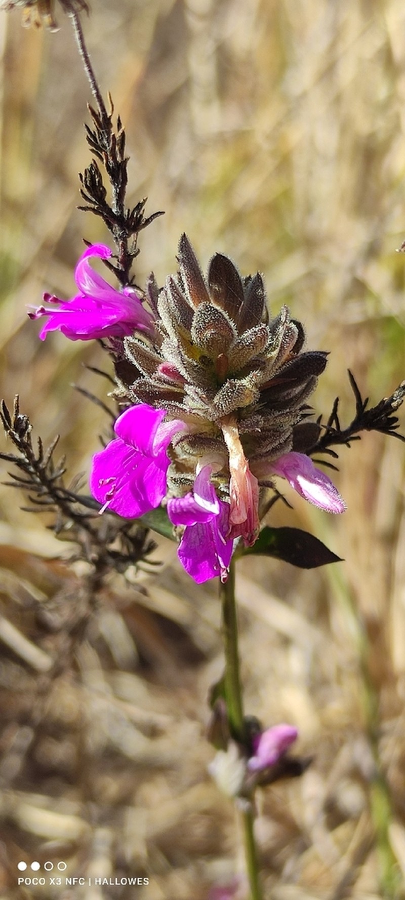 Dicliptera nyangana photo 3