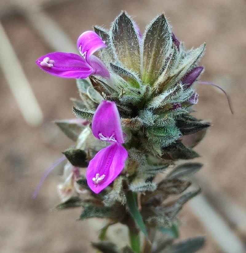 Dicliptera nyangana photo 6