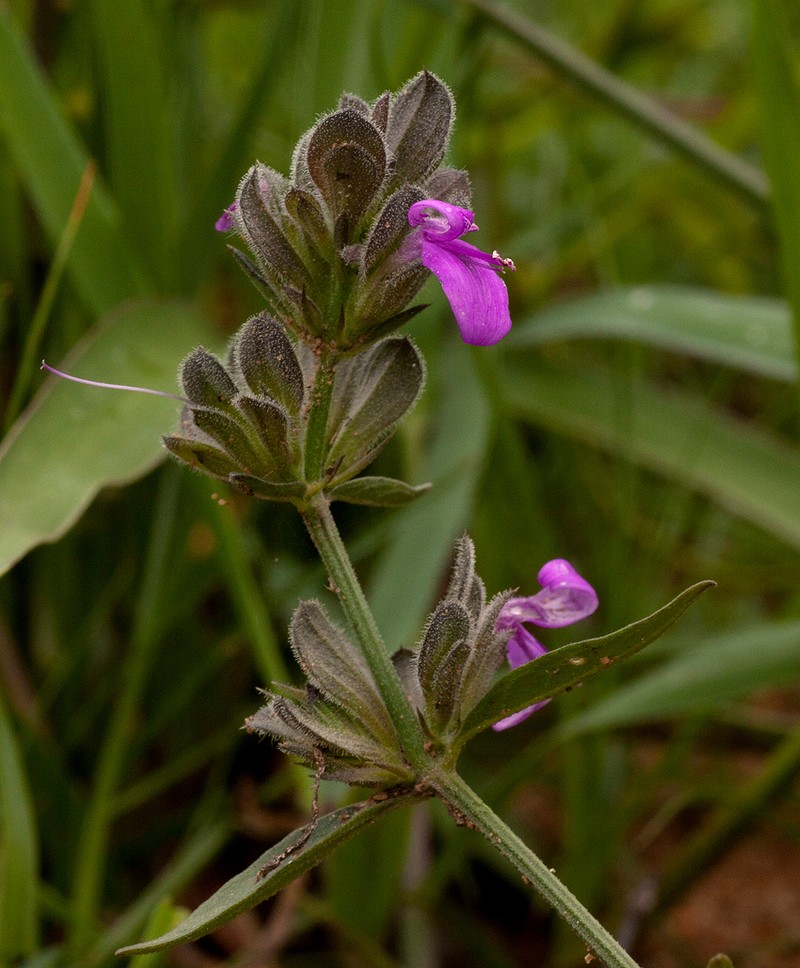 Dicliptera nyangana photo 7