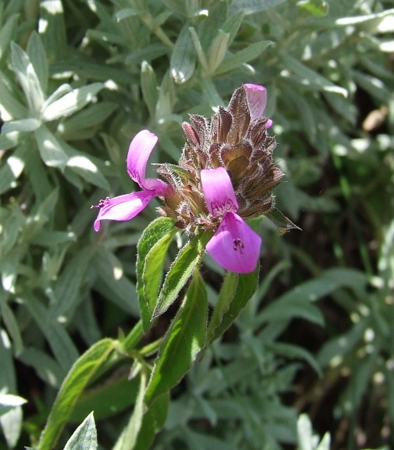 Dicliptera nyangana photo 8