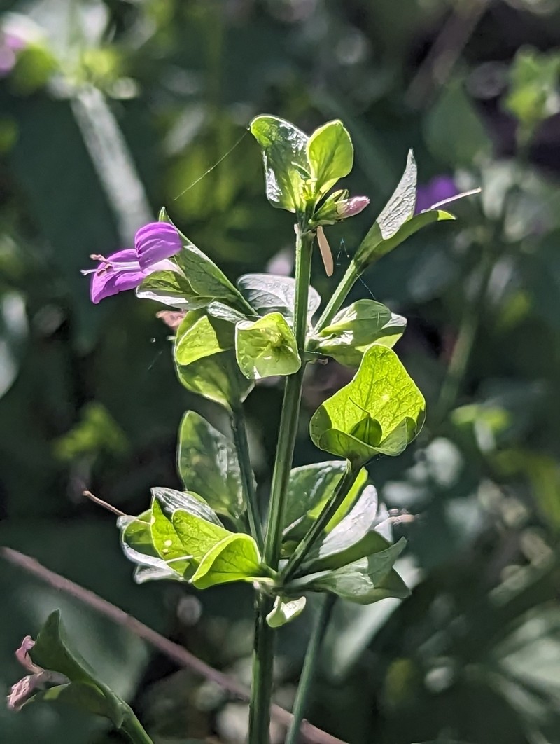 Arizona Foldwing