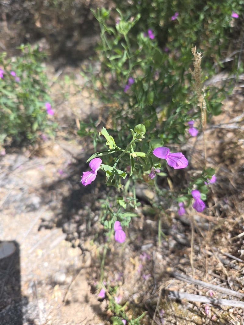Arizona Foldwing photo 5