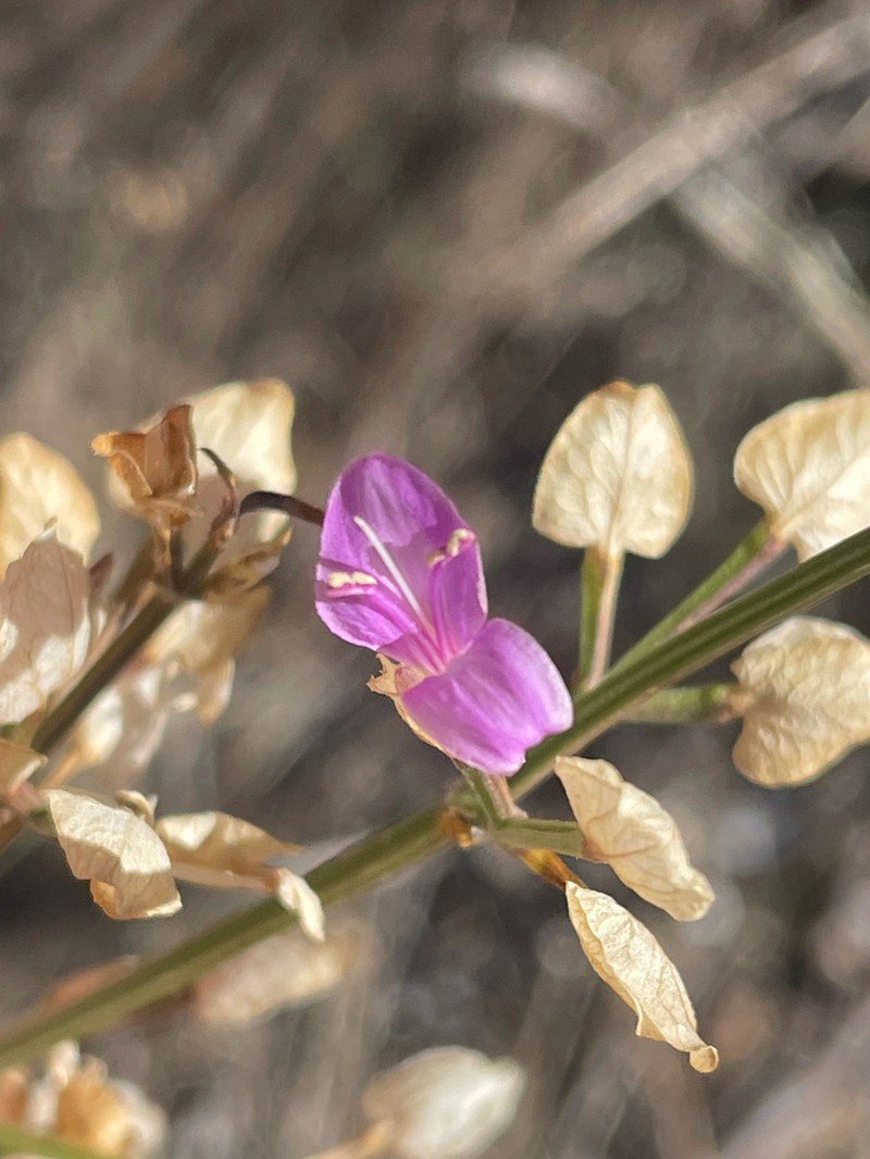 Arizona Foldwing photo 6