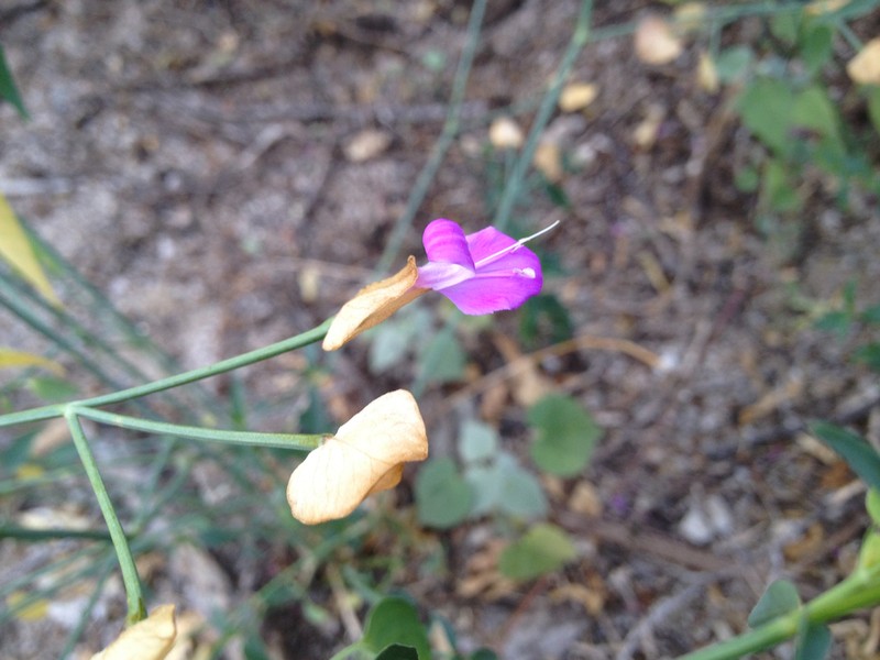Arizona Foldwing photo 8