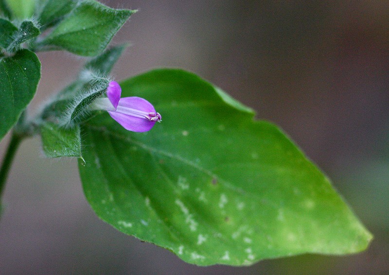 Dicliptera zambeziensis photo 2