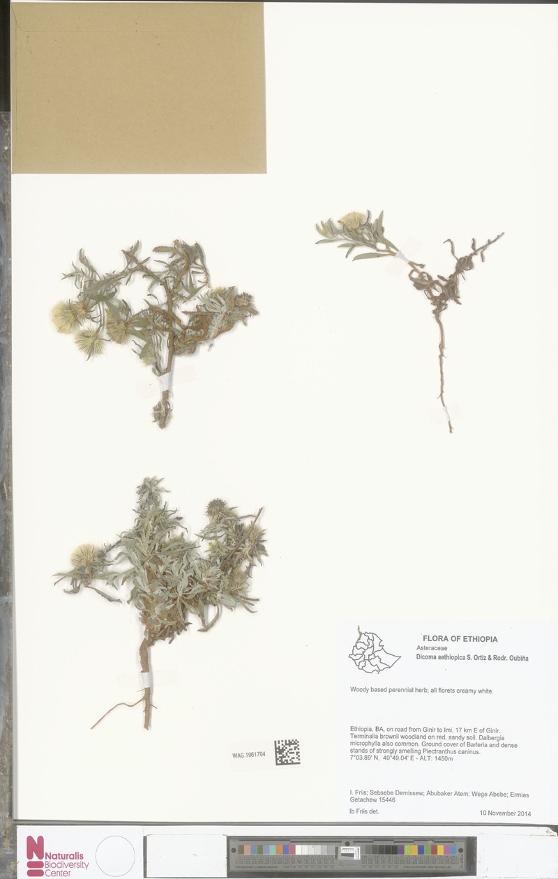 Dicoma aethiopica