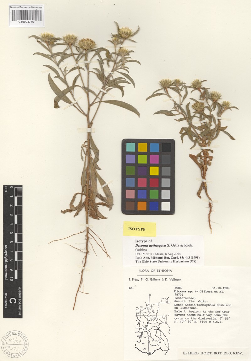 Dicoma aethiopica photo 2