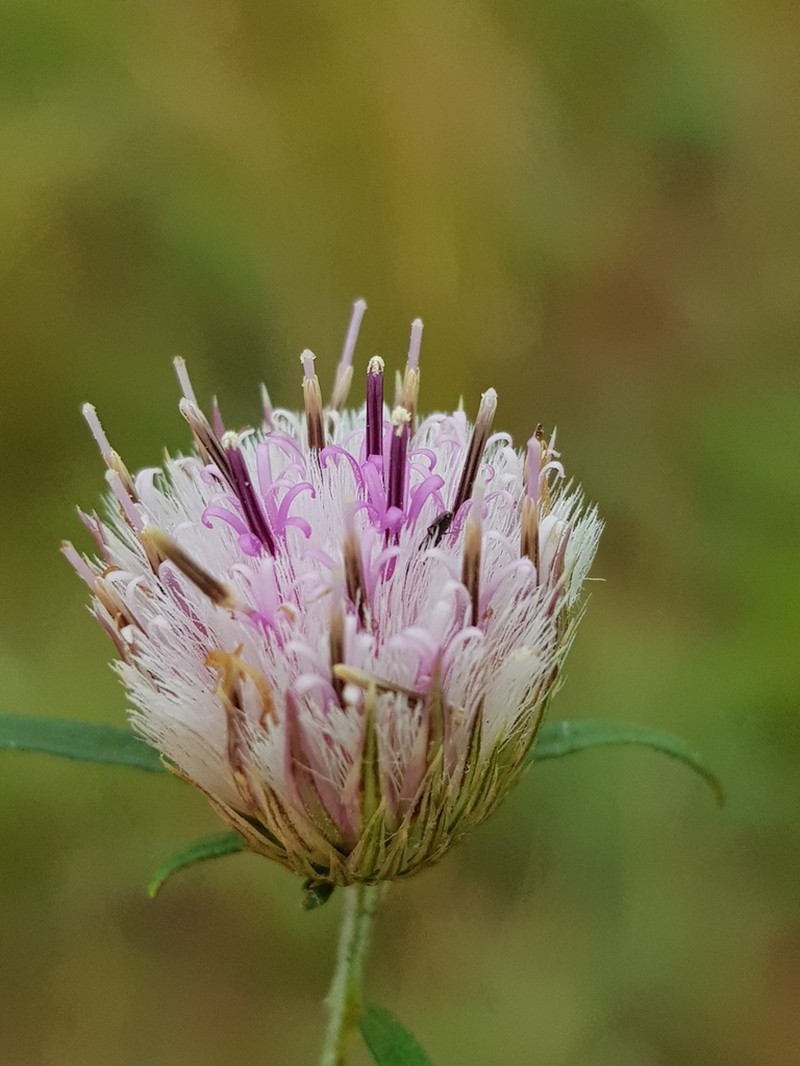 Dicoma anomala