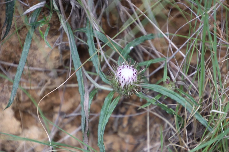 Dicoma anomala photo 5