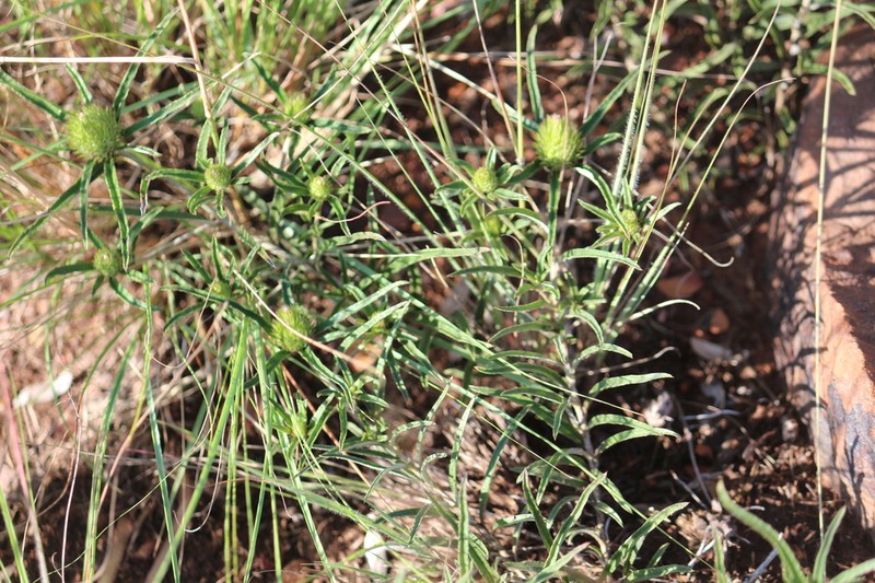 Dicoma anomala photo 8