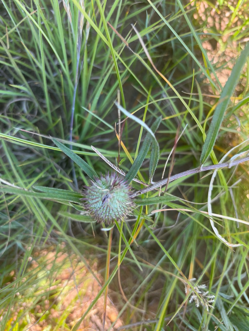 Dicoma anomala subsp. anomala