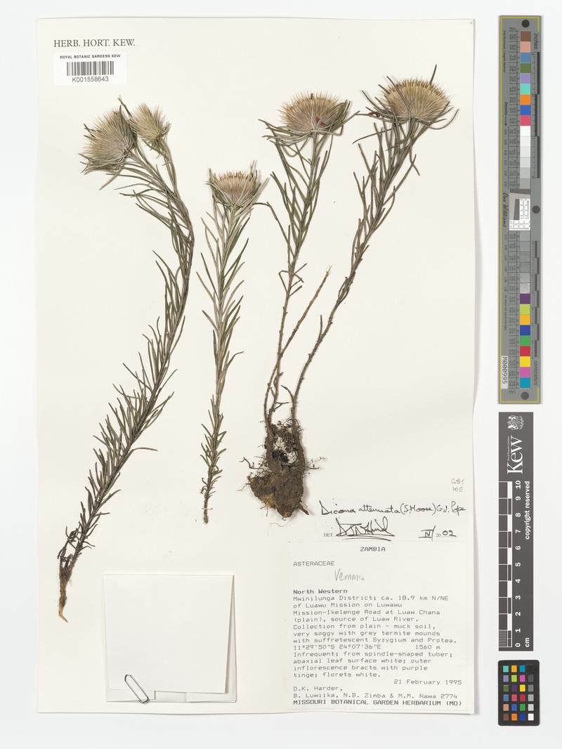 Dicoma anomala subsp. attenuata