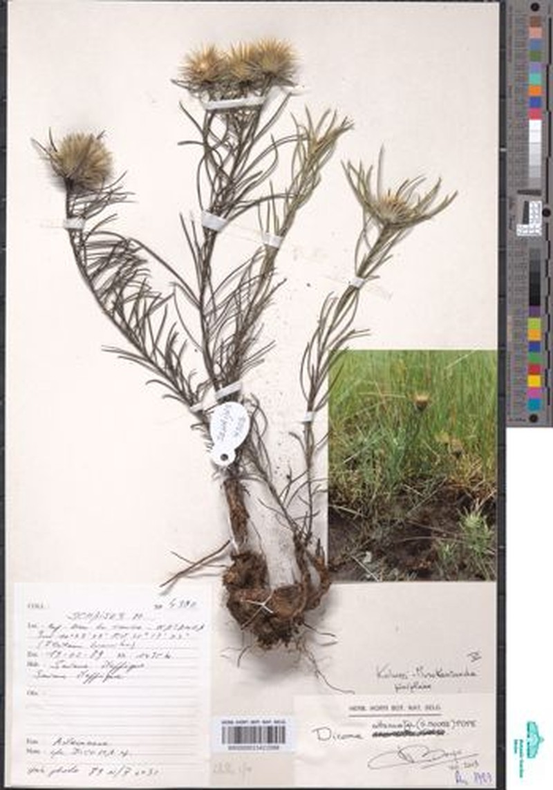 Dicoma anomala subsp. attenuata photo 2