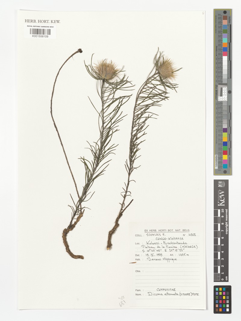 Dicoma anomala subsp. attenuata photo 3