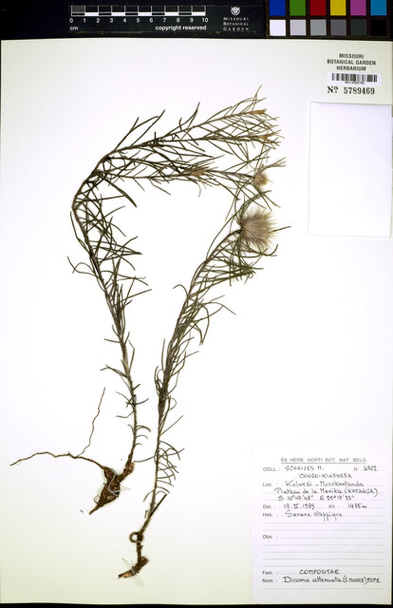 Dicoma anomala subsp. attenuata photo 4