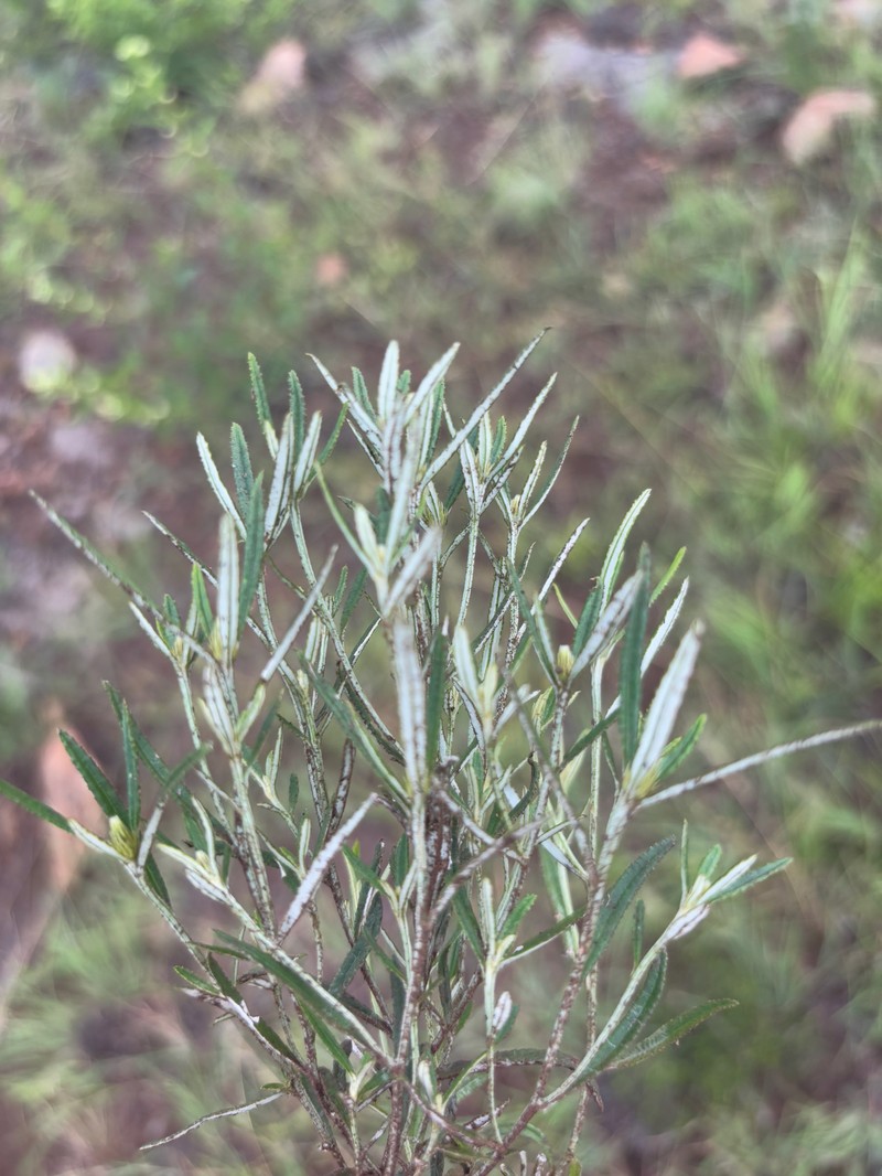 Dicoma anomala subsp. gerrardii