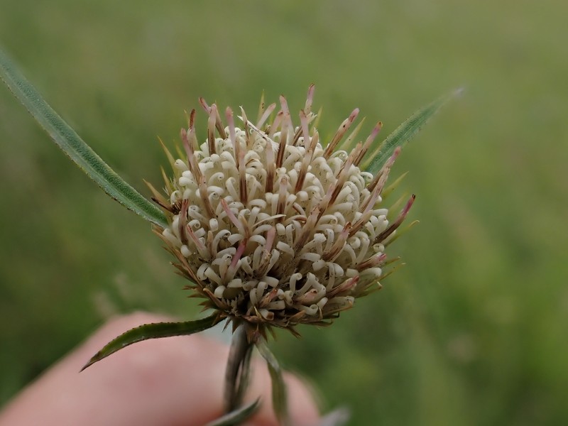 Dicoma anomala subsp. gerrardii photo 2