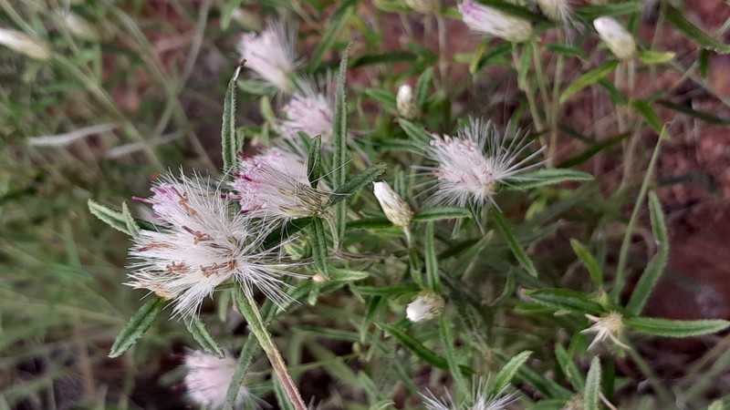Dicoma anomala subsp. gerrardii photo 3
