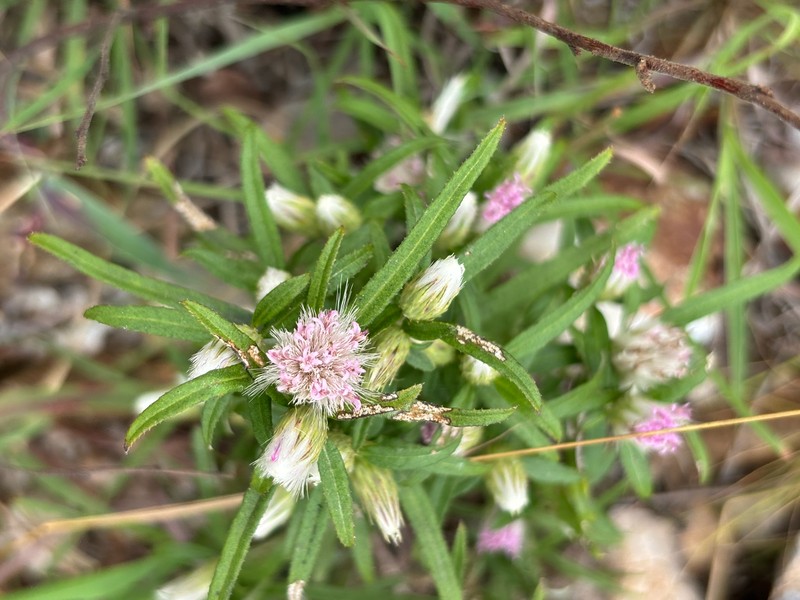 Dicoma anomala subsp. gerrardii photo 4