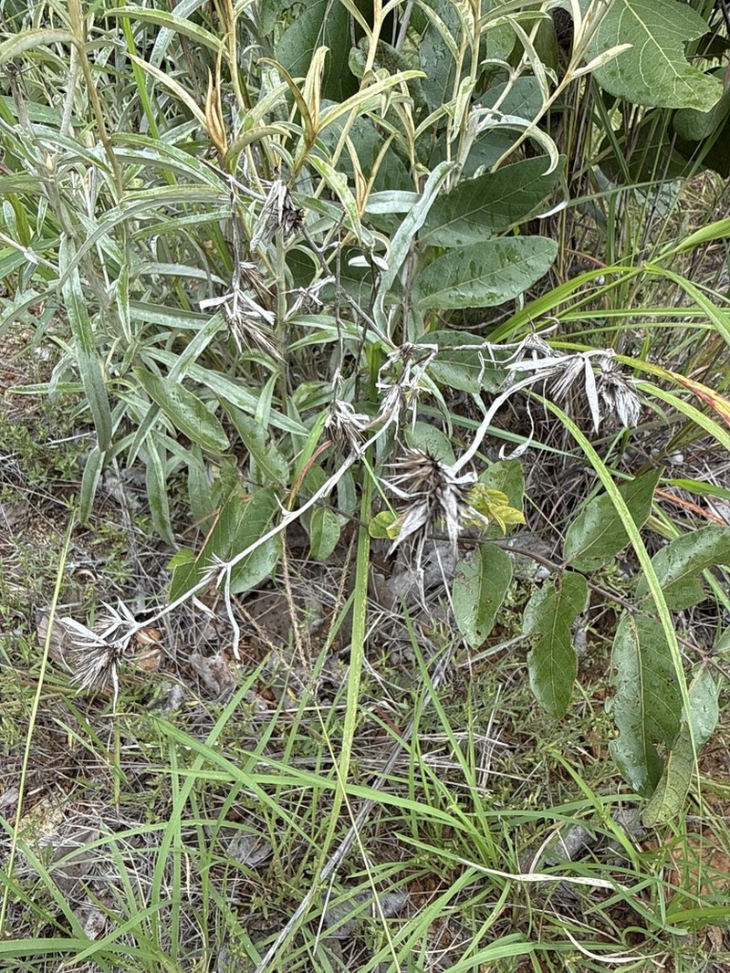 Dicoma antunesii