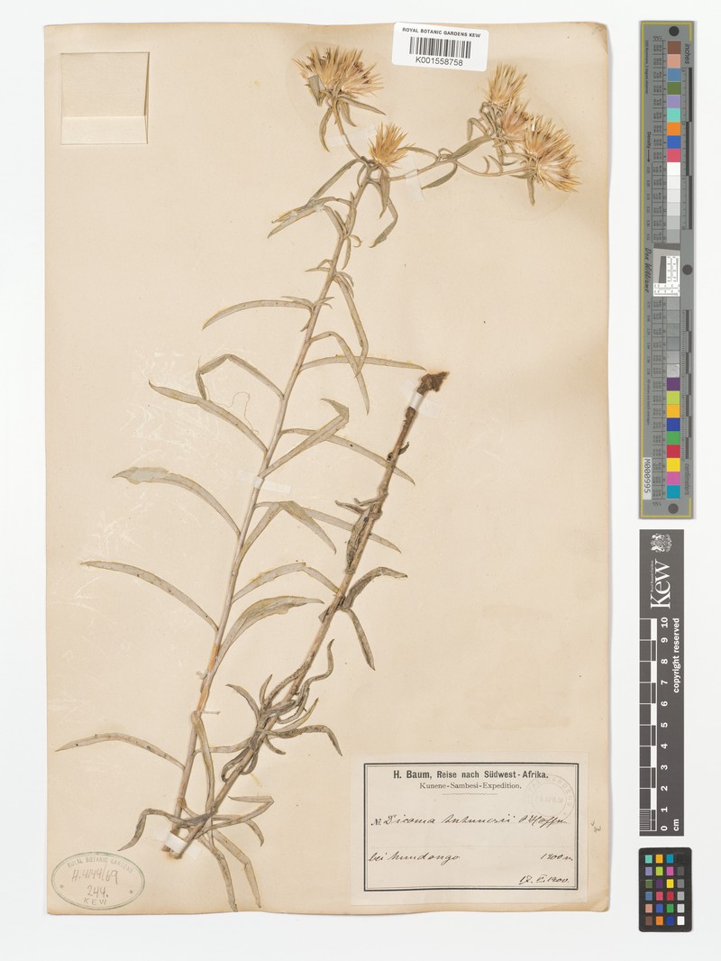 Dicoma antunesii photo 2