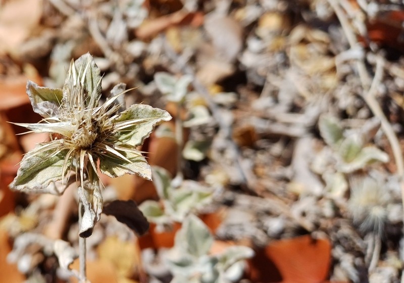 Dicoma arenaria