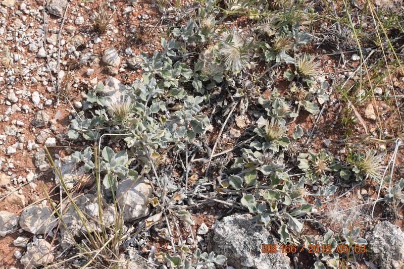 Dicoma arenaria photo 2