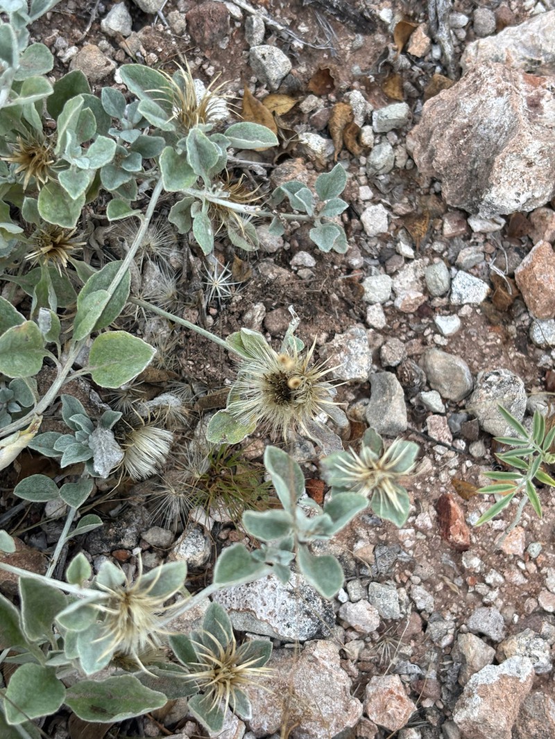 Dicoma arenaria photo 3
