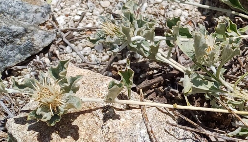 Dicoma arenaria photo 5
