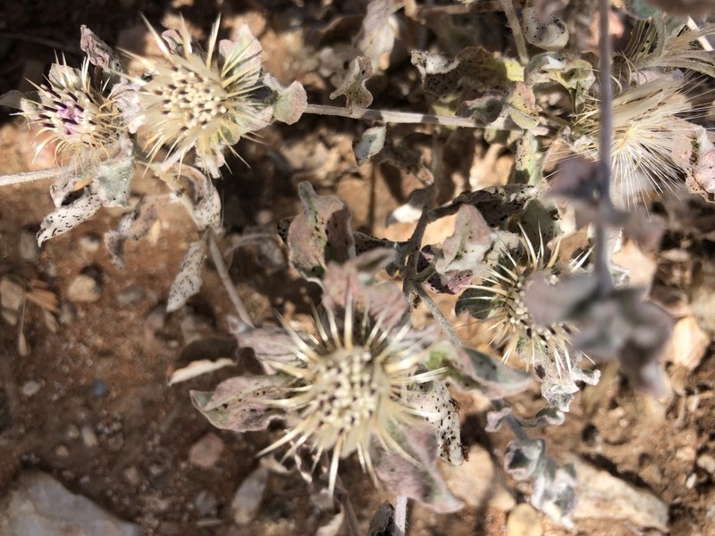 Dicoma arenaria photo 6