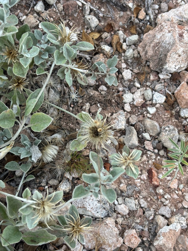 Dicoma arenaria photo 7