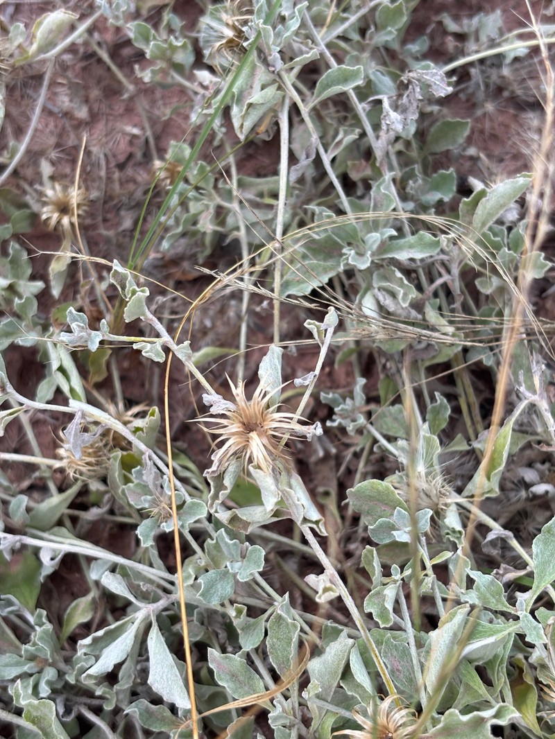 Dicoma arenaria photo 8