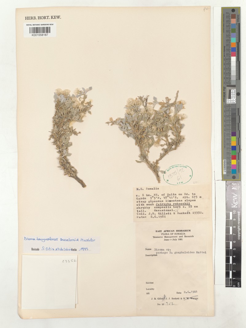 Dicoma bangueolensis