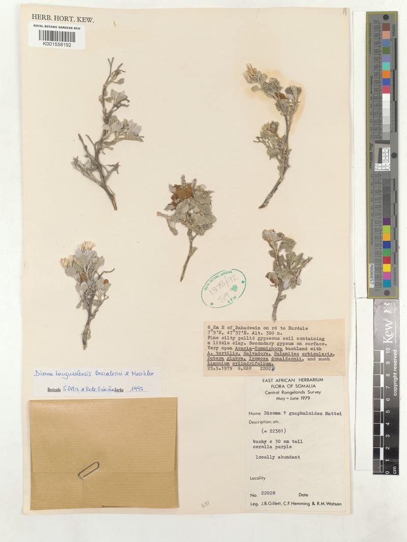Dicoma bangueolensis photo 3