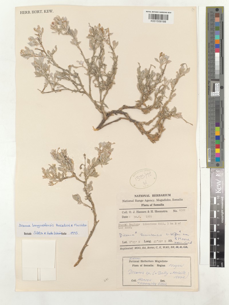 Dicoma bangueolensis photo 4