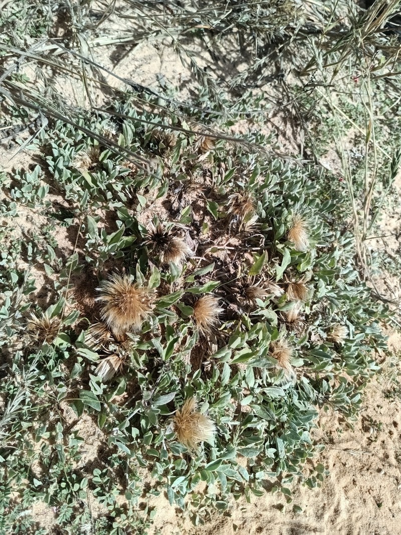 Dicoma capensis