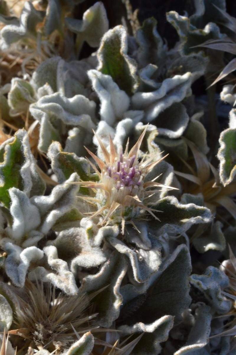 Dicoma capensis photo 2