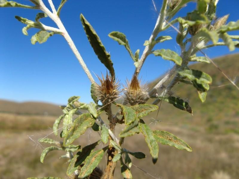 Dicoma capensis photo 3
