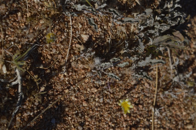 Dicoma capensis photo 4