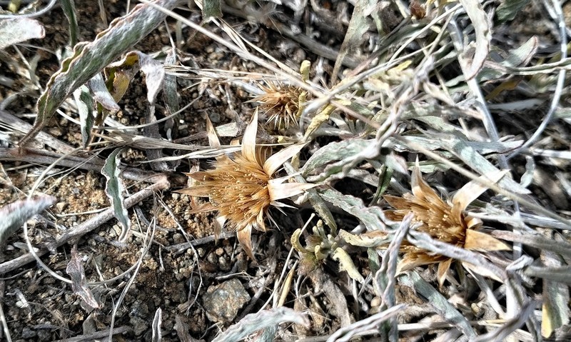 Dicoma capensis photo 5