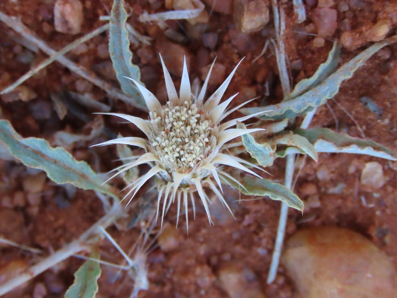 Dicoma capensis photo 6