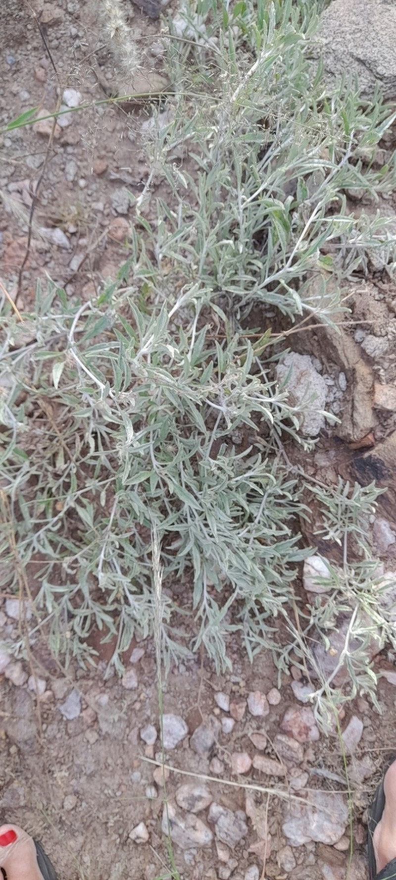 Dicoma capensis photo 7