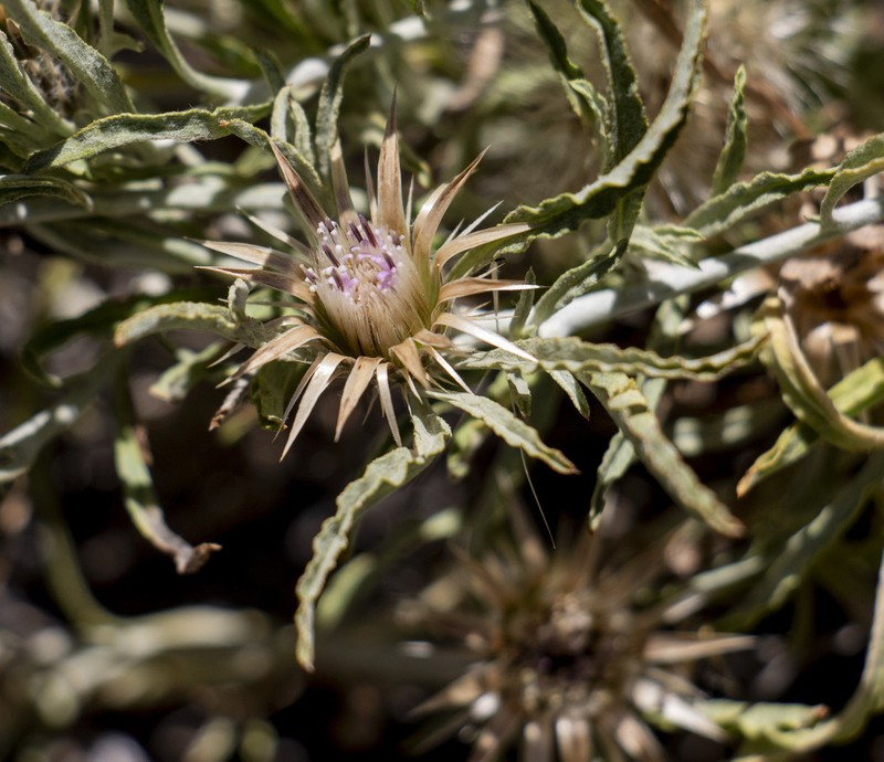 Dicoma capensis photo 8