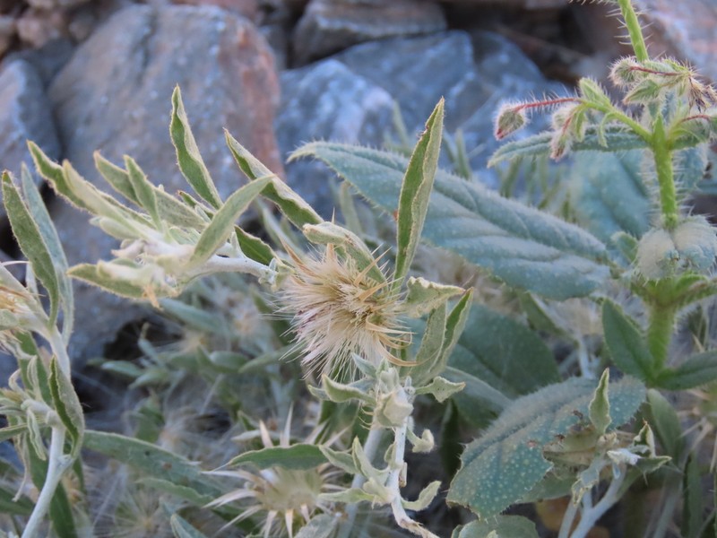 Dicoma cuneneensis