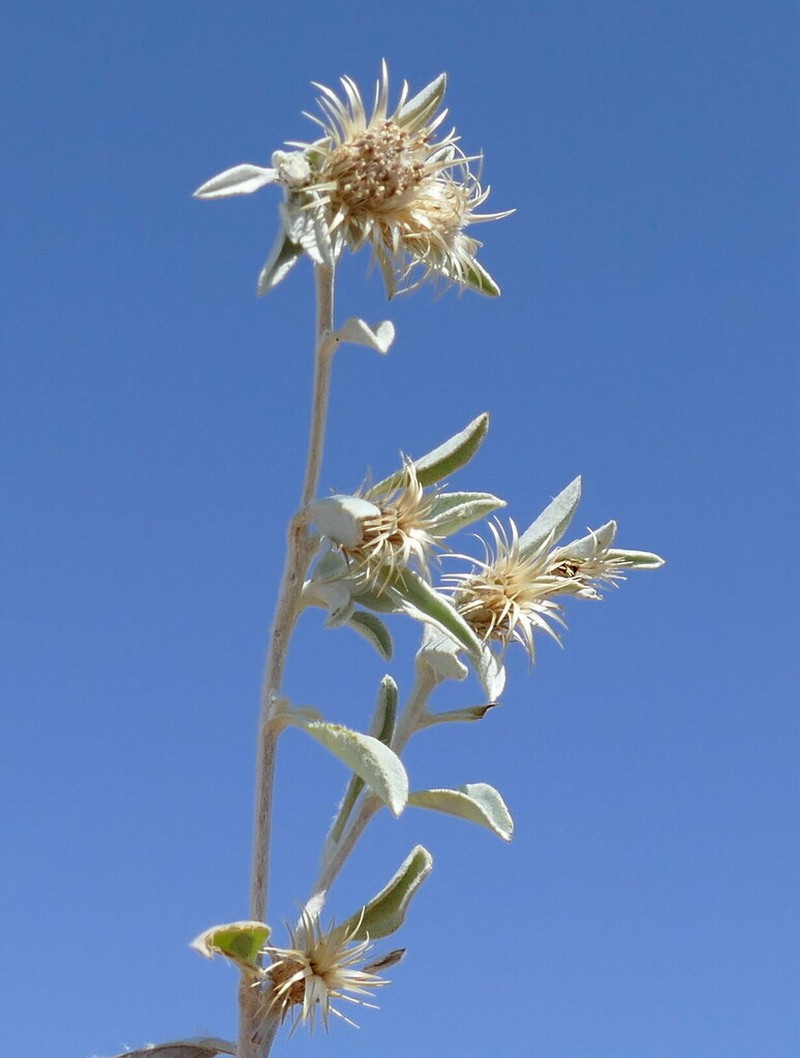 Dicoma cuneneensis photo 2